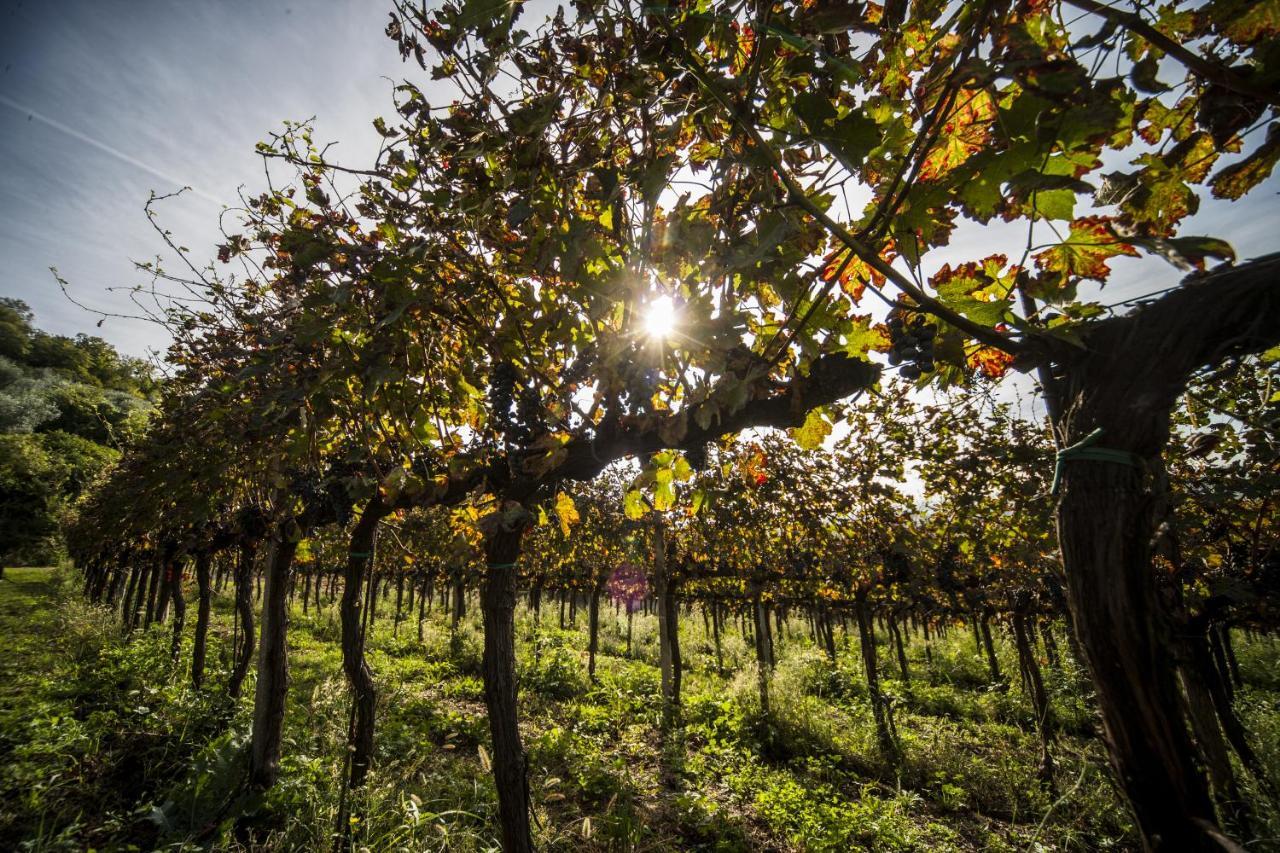 Agriturismo Le Volpi Baone ภายนอก รูปภาพ